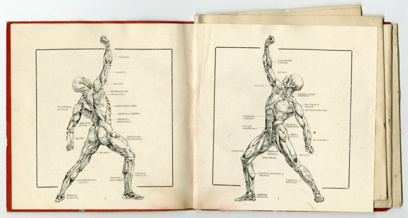 Human anatomy diagram